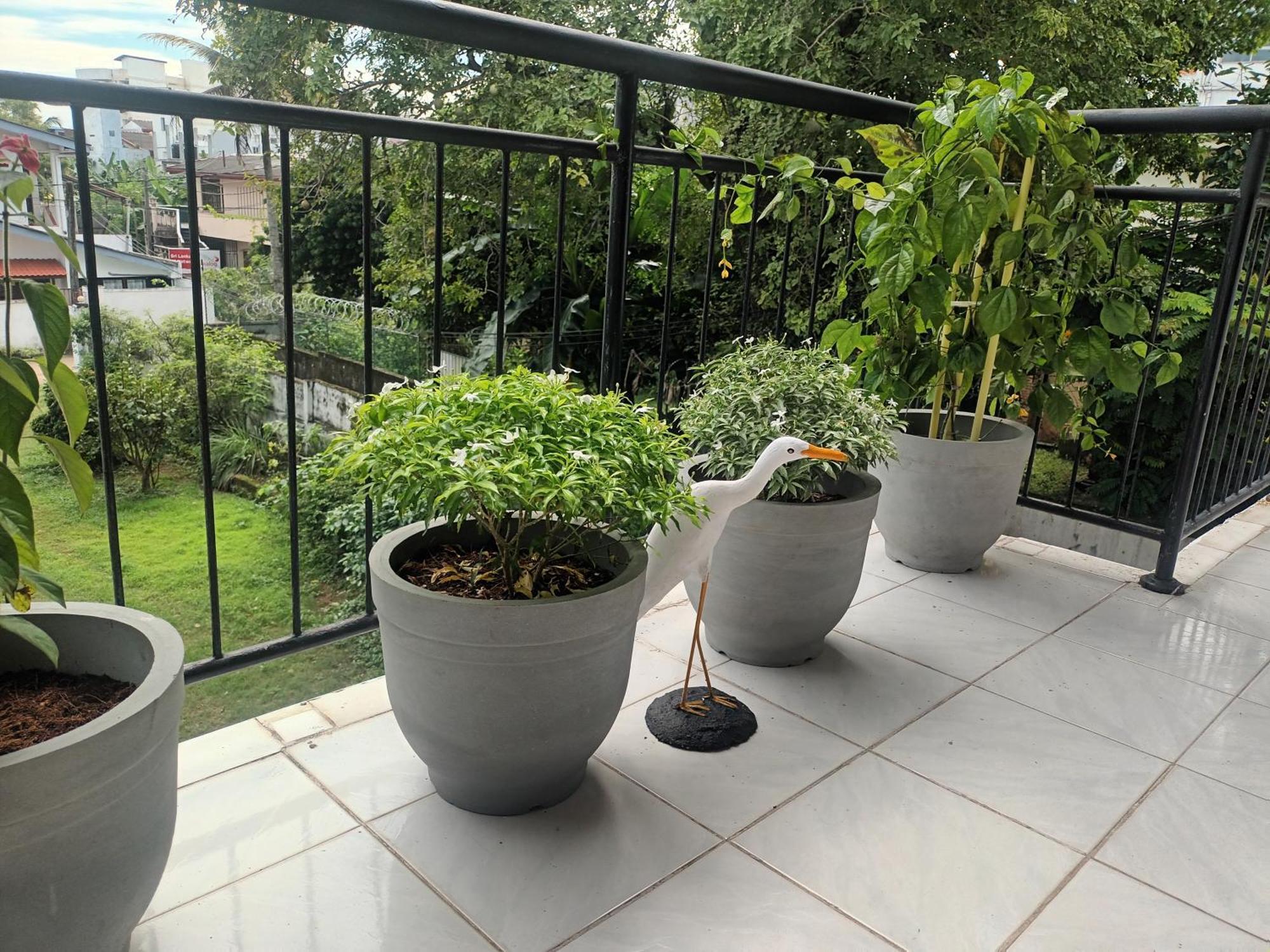 Lovely Flowers In Mount Lavinia Dehiwala-Mount Lavinia Exteriör bild