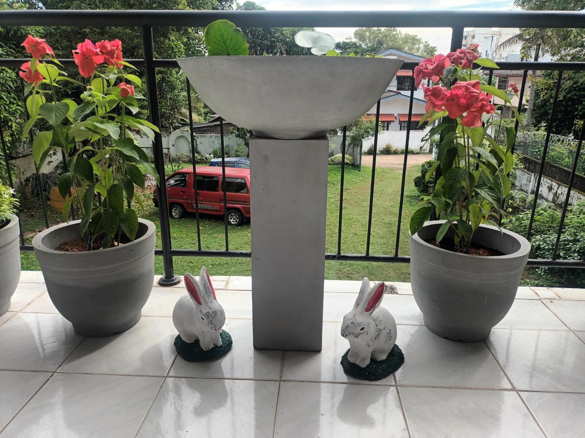 Lovely Flowers In Mount Lavinia Dehiwala-Mount Lavinia Exteriör bild